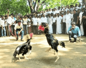 Indian Police arrest roosters.